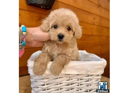 a small maltipoo dog in a basket